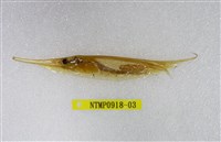 藏品(條紋鰕魚)的圖片